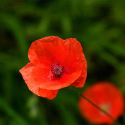 Our wild annual poppy flowers from June.  The seeds survive a long time in the soil, germinating when the soil is disturbed.