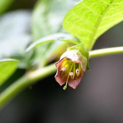 The bright green or purple bell-shaped flowers of Deadly Nightshade appear in June.