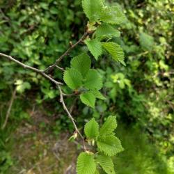 A newly-planted disease-resistant Elm (detail), Heene Cemetery, after two months of growth, early May 2025.