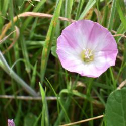The pink or white flowers of this common native plant, Field Bindweed, appear from June.