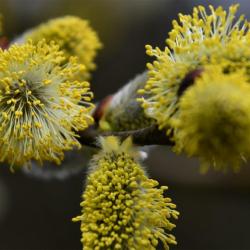 Male and female flowers of the Goat Willow are specific to individual trees. Male catkins ripen with a yellow pollen.