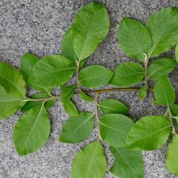 This native, somewhat scruffy-looking tree, is very similar to the Goat Willow tree.