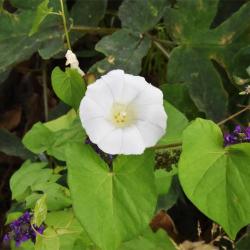 The large white flowers of this common native plant, Hedge Bindweed, appear from June.