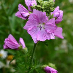 The Musk Mallow has purple stem hairs, and leaves deeply and narrowly cut. The rose-pink flowers appear in July.