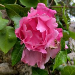 This climbing rose has pink, semi-double flowers. It was first hybridized in 1927.