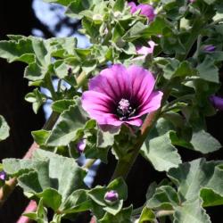 Flowering from April until September along maritime edges the Tree Mallow has pink-purple flowers with purple veins.