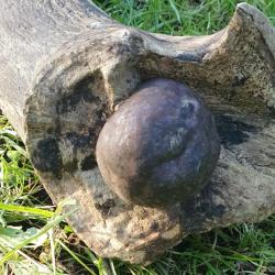 The dark, golf ball-size King Alfred's Cake fungus, January 2025