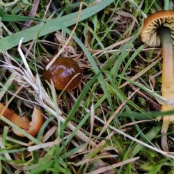 The cap of the Parrot Waxcap is initially green and turns yellow with an orange tinge as it grows.