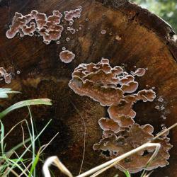 This is a leathery fungus, brownish-purple in colour, that has white-cream curled edges, forming on the cut ends of logs.