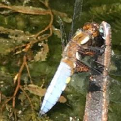 The male Broad-bodied Chaser has a blue abdomen with yellow spots on the sides.