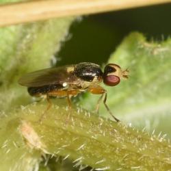 Cetema ceresis has been recorded in Britain and across Scandinavia.