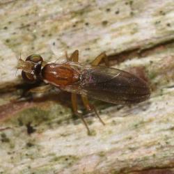 This Druid fly can be identified from among its British relatives by the pattern of bristles on the face.