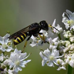 This Ectemnius wasp was photographed in the cemetery in early July 2025.