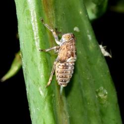 The Ivy Planthopper is common throughout southeastern England, and is found on a range of woody plants and deciduous trees.