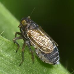 This is a common species of planthopper in Britain, found especially in grassland and woodlands between May and September.
