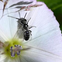 This small male Lasioglossum bee was photographed in early July 2025.