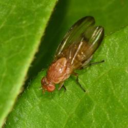 Minettia inusta is a small fly with interestingly patterned wings.