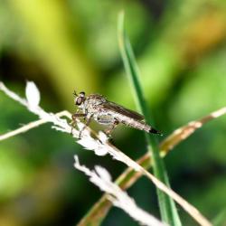 This individual was seen in July beside a small pond, darting from rest on a blade of grass, no doubt hunting for prey.