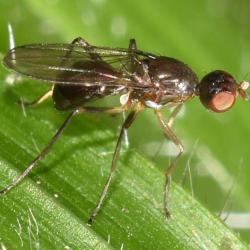 Ensign flies are named for their habit of running around while waving their wings.