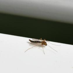 The Buzzer Midge is the largest non-biting midge, reaching 12mm in length. It is very common in Britain.
