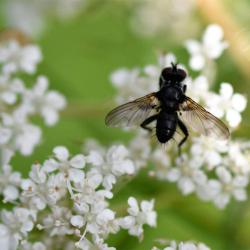 This is a small and very hairy fly. It is thought to be a parasite of shield bugs.