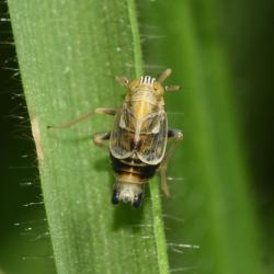 These tiny (3mm to 4mm in length) planthoppers are found in grassland across England, being seen between May and September.
