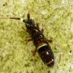 This tiny insect (about 4 millimetres in length) is large for a springtail - as the majority do not grow beyond 1 millimetre.