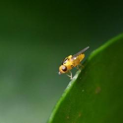 This tiny yellow Grass fly is no longer than 3 millimetres.
