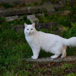 Cats are creatures that detect movement with precision, using their sensitive hearing.