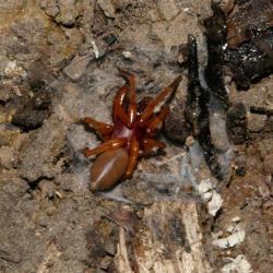 The Woodlouse-eating Spider is a swift predator with large jaw pincers with which to catch its only prey, woodlice.
